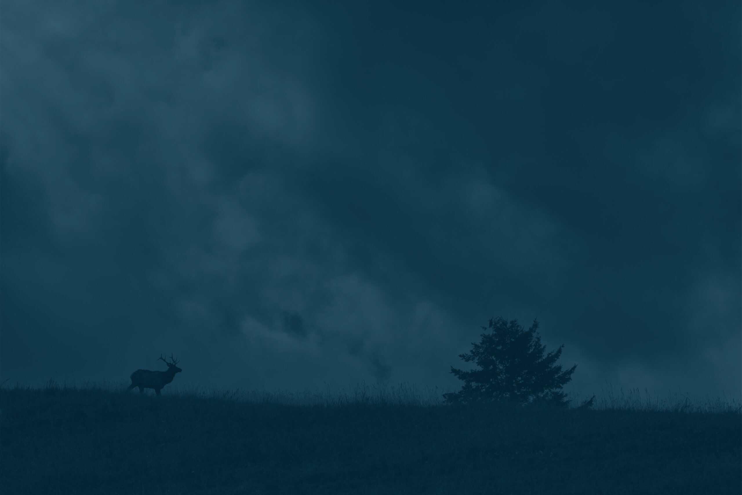 Wapiti Digital logo displayed on a mountain landscape with a lone elk silhouette and cloudy sky, emphasizing digital marketing and outdoor adventure themes.